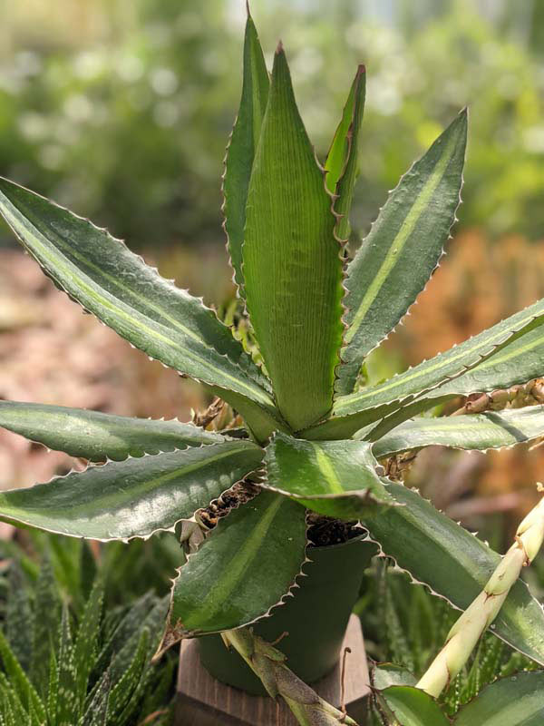 Lg. Rio Grande Agave Plant (agave lophantha) - Image 6