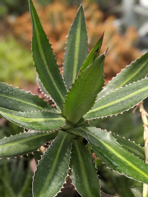 Lg. Rio Grande Agave Plant (agave lophantha) - Image 7