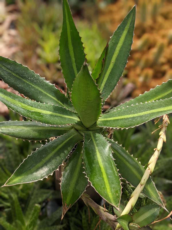Lg. Rio Grande Agave Plant (agave lophantha) - Image 5