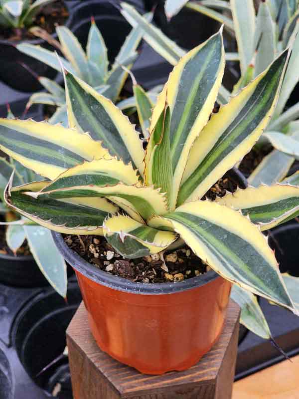 Lg. Quadricolor Rio Grande Agave Plant (agave lophantha) - Image 5