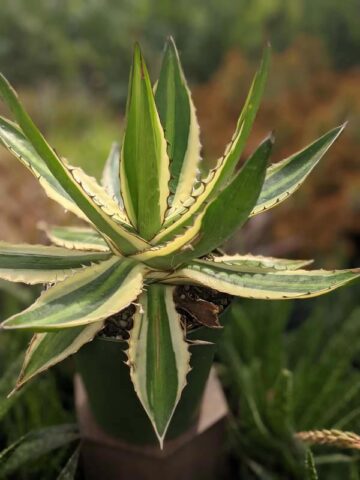Lg. Quadricolor Rio Grande Agave Plant (agave lophantha)