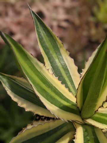 Lg. Quadricolor Rio Grande Agave Plant (agave lophantha) - Image 4