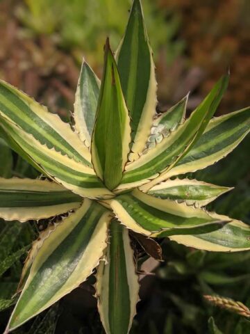 Alternative view of Lg. Quadricolor Rio Grande Agave Plant (agave lophantha)