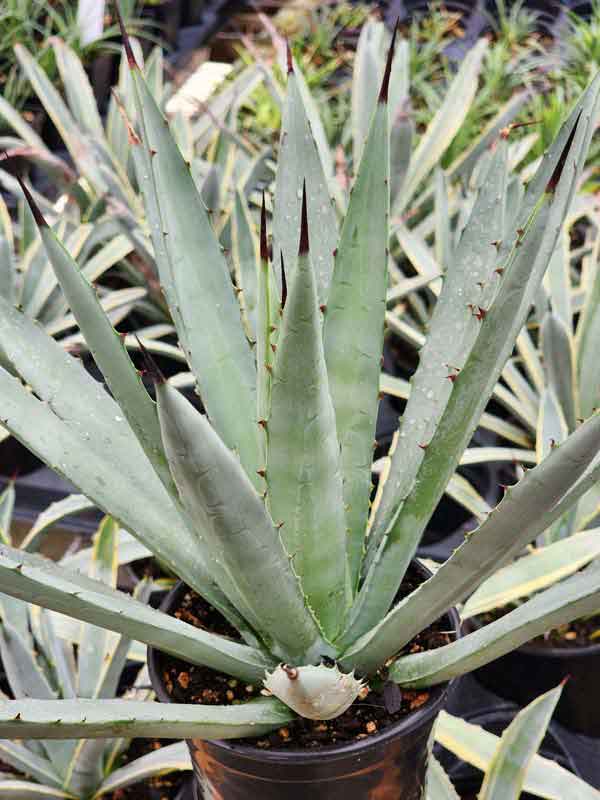 Lg. Blue, Black-Spined Rosette Agave Plant (agave macroacantha) - Image 6