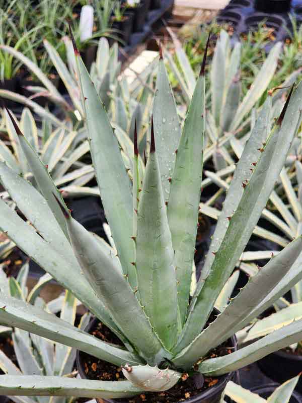 Lg. Blue, Black-Spined Rosette Agave Plant (agave macroacantha) - Image 5