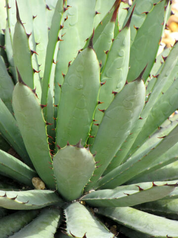 Lg. Blue, Black-spined Agave Plant (agave macroacantha) – Urban Tropicals
