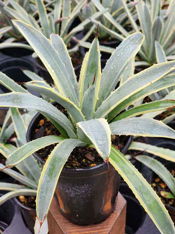 Lg. Colorful Blue Ribbon Variegated Agave Plant (agave macroacantha sp) - Image 4