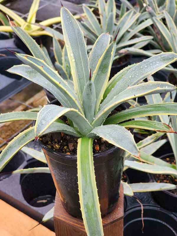 Lg. Colorful Blue Ribbon Variegated Agave Plant (agave macroacantha sp) - Image 3