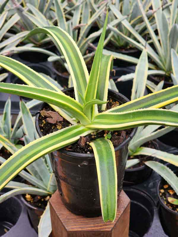 Lg. Beautiful Nizanda Green Striped Agave Plant (agave nizandensis sp) - Image 3