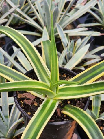 Lg. Beautiful Nizanda Green Striped Agave Plant (agave nizandensis sp)