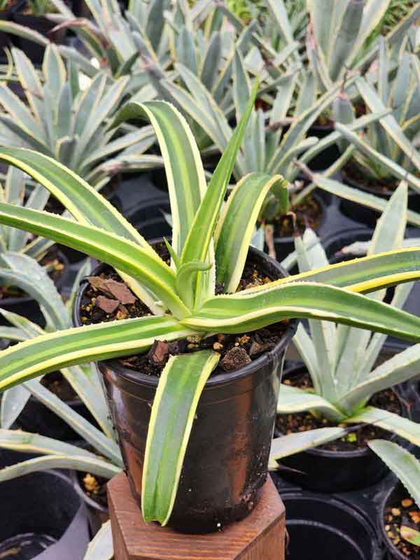 Lg. Beautiful Nizanda Green Striped Agave Plant (agave nizandensis sp) - Image 2