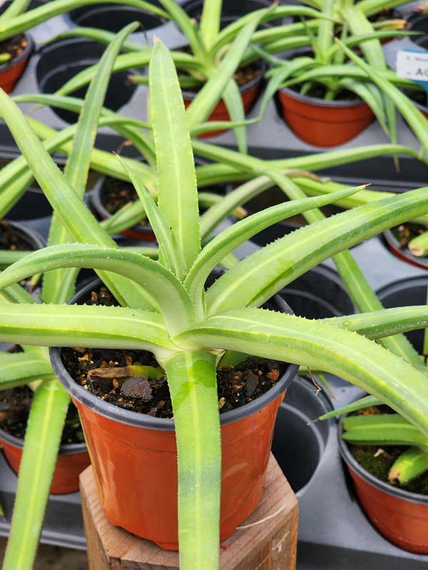 Lg. Beautiful Nizanda Green Striped Agave Plant (agave nizandensis sp) - Image 2