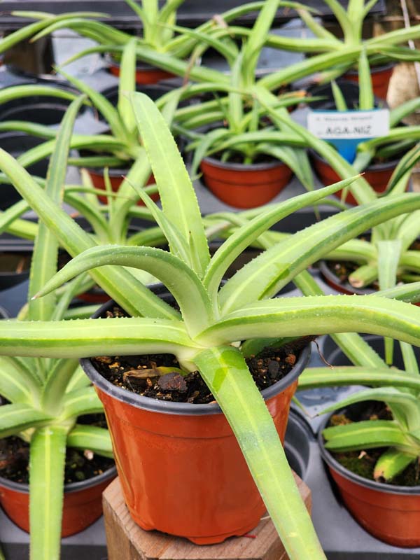Lg. Beautiful Nizanda Green Striped Agave Plant (agave nizandensis sp)