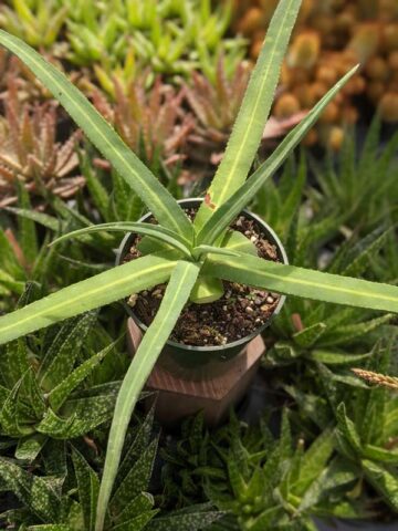 Lg. Beautiful Nizanda Green Striped Agave Plant (agave nizandensis sp) - Image 5