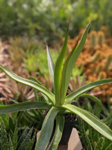 Lg. Long-leaf Ocahui Agave Plant (agave ocahui longifolia)