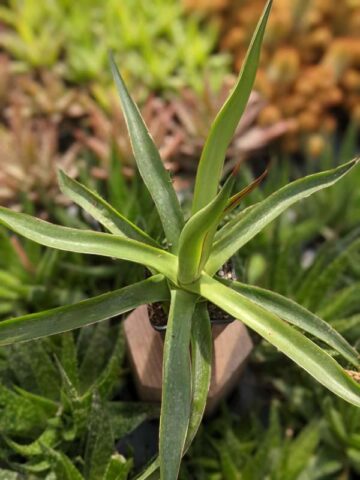 Alternative view of Lg. Long-leaf Ocahui Agave Plant (agave ocahui longifolia)