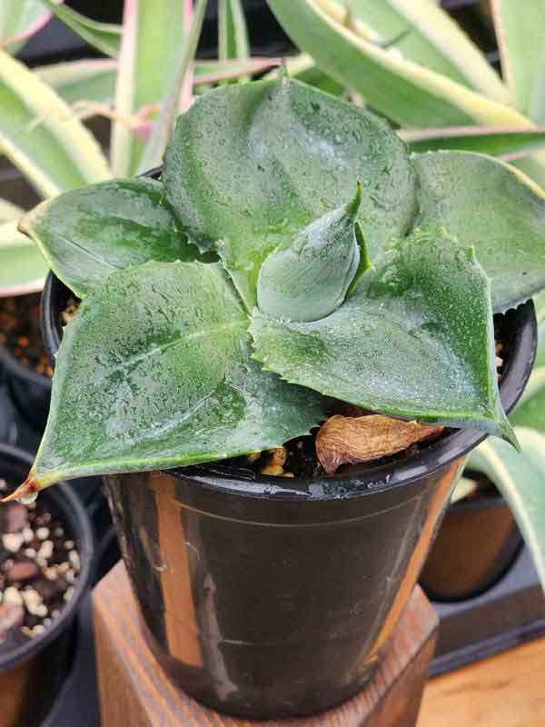Lg. Agave Area 51 Flying Saucer Agave Plant (agave pachysandra spade leaf) - Image 2