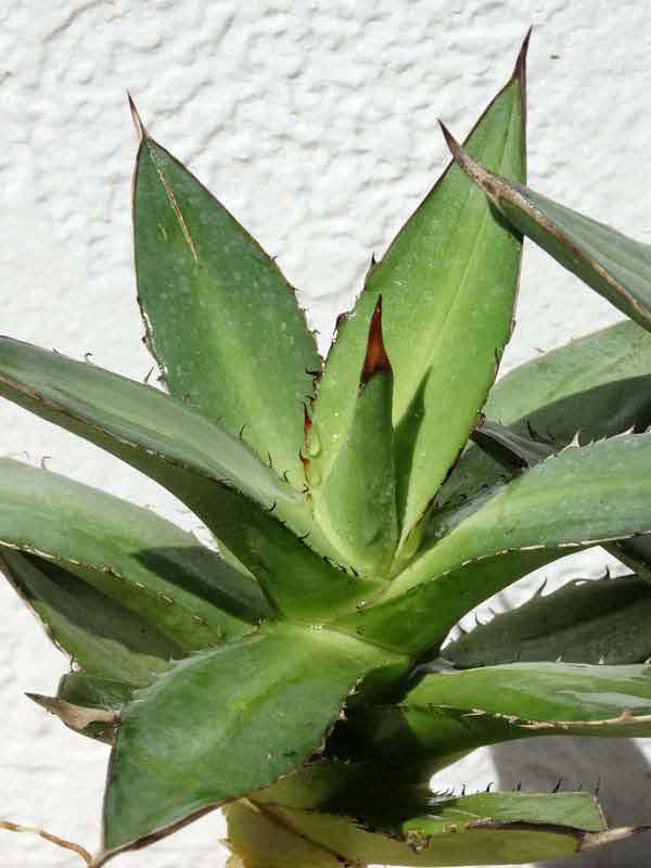Lg. RARE Dwarf Blue Claw Agave Plant (agave parrasana sp) - Image 2