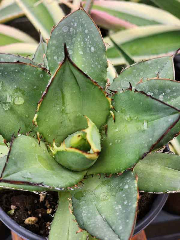 Lg. RARE Dwarf Blue Claw Agave Plant (agave parrasana sp)