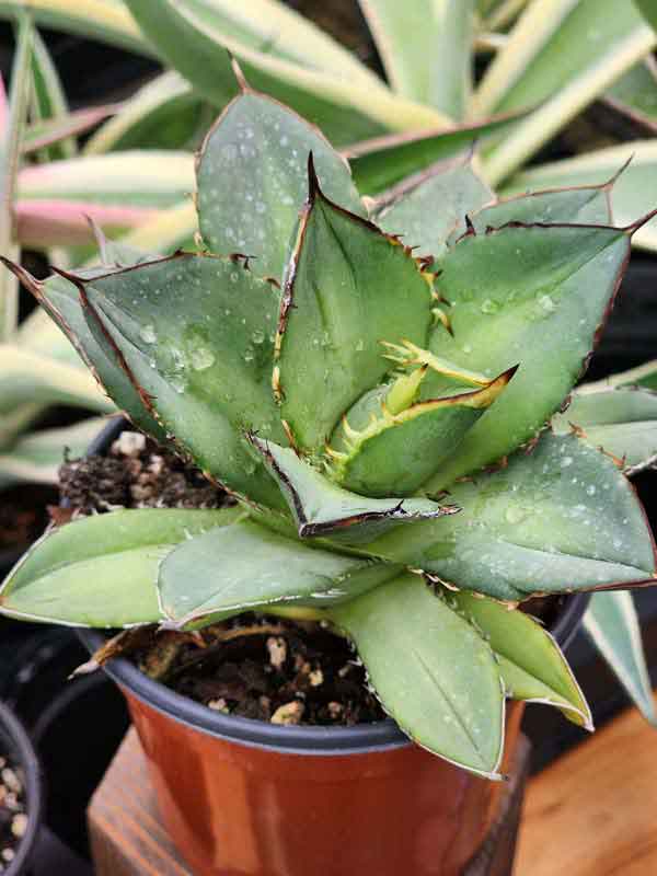 Lg. RARE Dwarf Blue Claw Agave Plant (agave parrasana sp) - Image 4