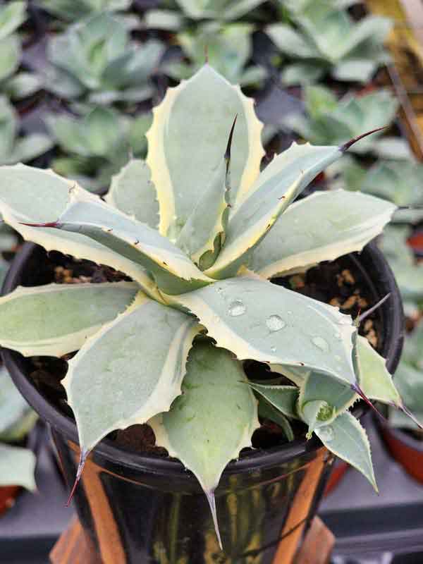 Lg. Elegant Bluewinds Agave Plant (agave potatorum sp) - Image 3