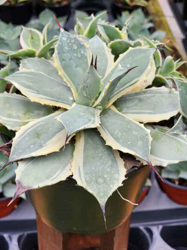 Lg. Elegant Bluewinds Agave Plant (agave potatorum sp) - Image 2