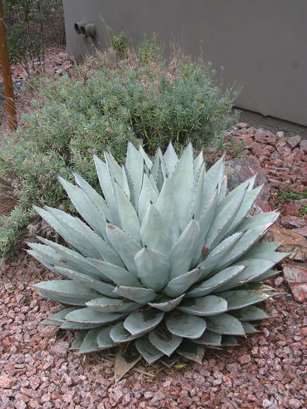 Silver Desert Rose Agave (agave parryi couesii)