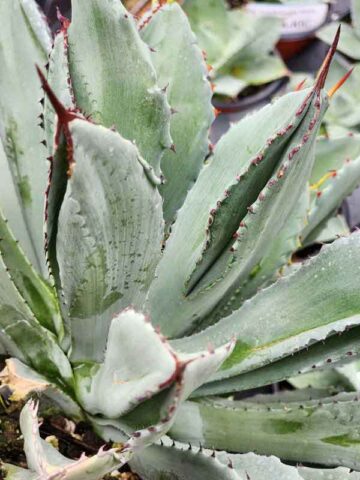 Lg. Square Leaf Cubic Agave Plant (agave potatorum sp)