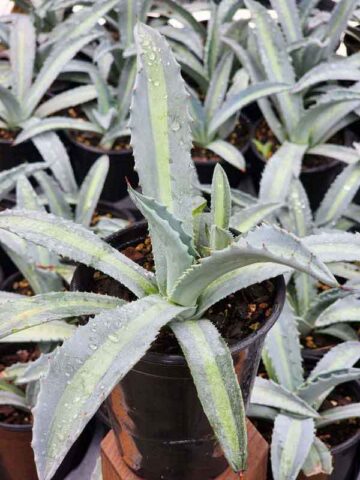 Lg. Neon Lime Medio-Picta Agave Plant (agave protoamericana) - Image 4
