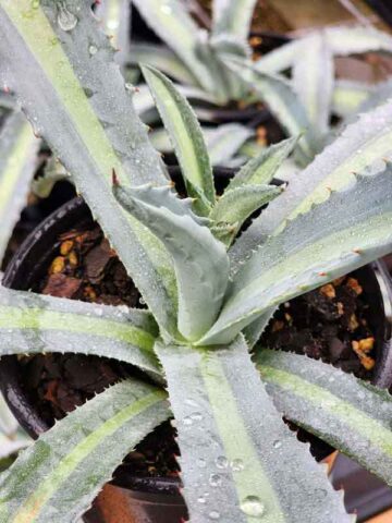 Lg. Neon Lime Medio-Picta Agave Plant (agave protoamericana) - Image 3