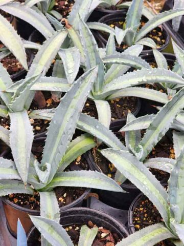 Lg. Neon Lime Medio-Picta Agave Plant (agave protoamericana) - Image 2