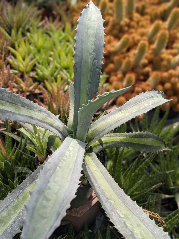 Lg. Neon Lime Medio-Picta Agave Plant (agave protoamericana) - Image 4