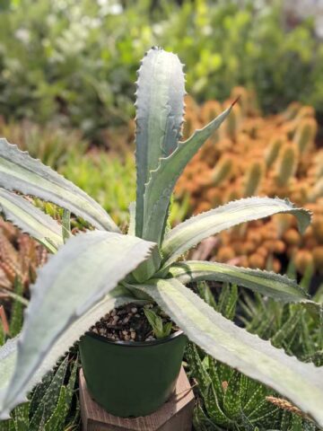 Lg. Neon Lime Medio-Picta Agave Plant (agave protoamericana) - Image 6