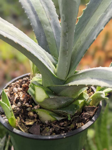 Lg. Neon Lime Medio-Picta Agave Plant (agave protoamericana) - Image 5