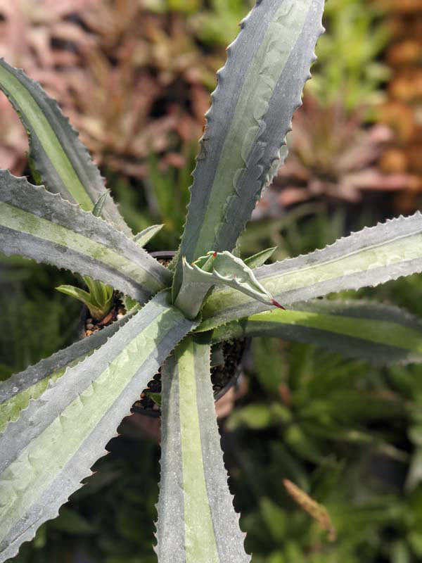 Lg. Neon Lime Medio-Picta Agave Plant (agave protoamericana) - Image 3