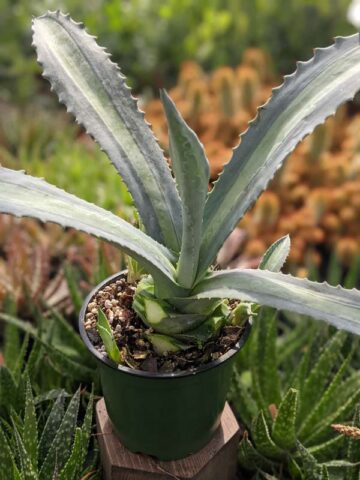 Alternative view of Lg. Neon Lime Medio-Picta Agave Plant (agave protoamericana)