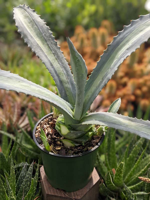 Lg. Neon Lime Medio-Picta Agave Plant (agave protoamericana) - Image 2