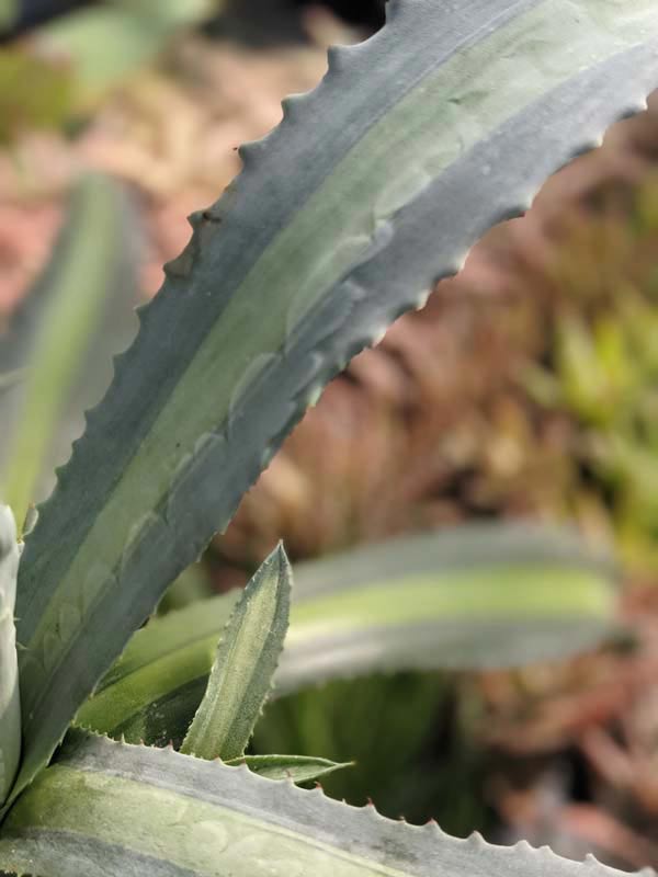 Lg. Neon Lime Medio-Picta Agave Plant (agave protoamericana) - Image 7