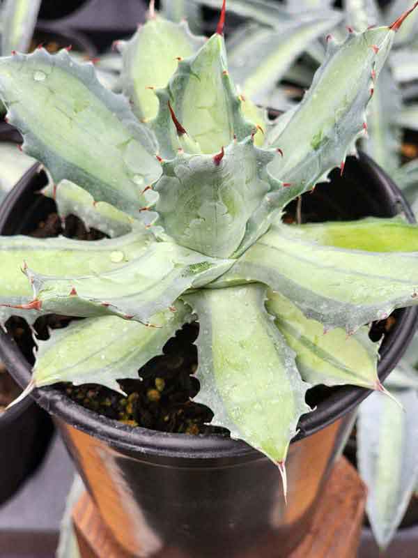 Lg. Mildly Variegated Sweet Becky Agave Plant (agave potatorum sp) - Image 3