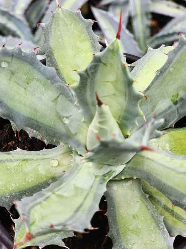 Lg. Mildly Variegated Sweet Becky Agave Plant (agave potatorum sp)