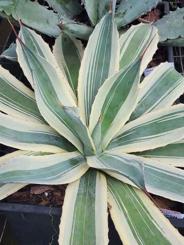 Lg. High Contrast Snowfall Agave Plant (agave sp)