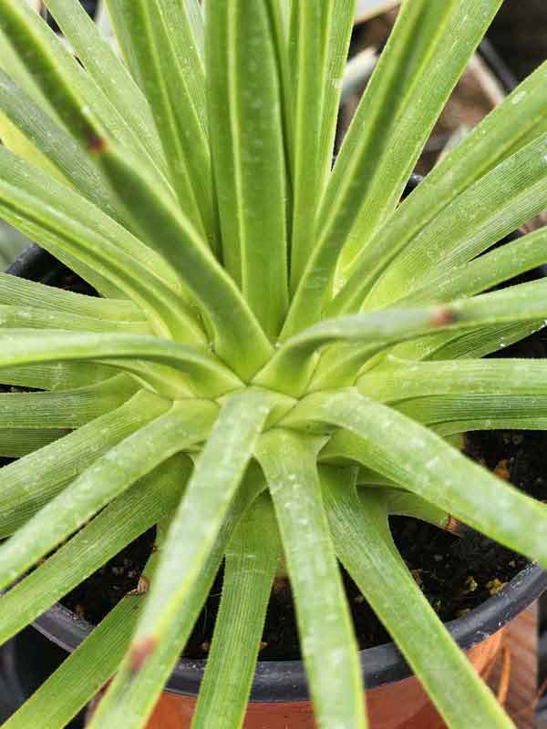 Lg. Fancy Hedgehog Agave Plant (agave stricta) - Image 5