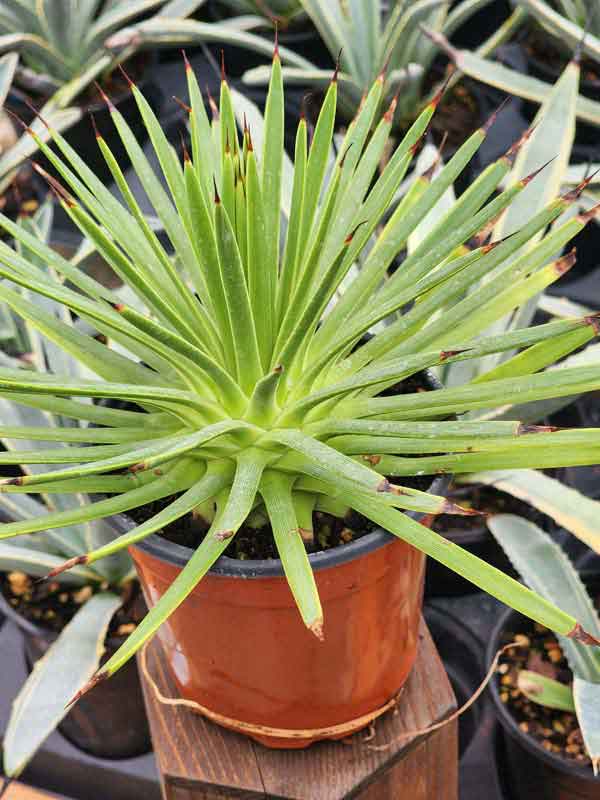 Lg. Fancy Hedgehog Agave Plant (agave stricta) - Image 4