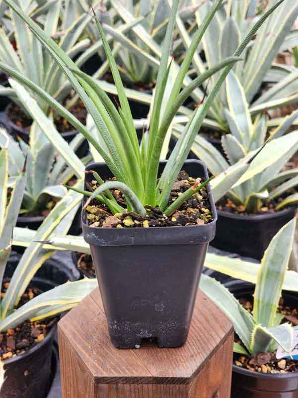 Sunny The Red Hedgehog Agave Plant (agave stricta rubra) - Image 3