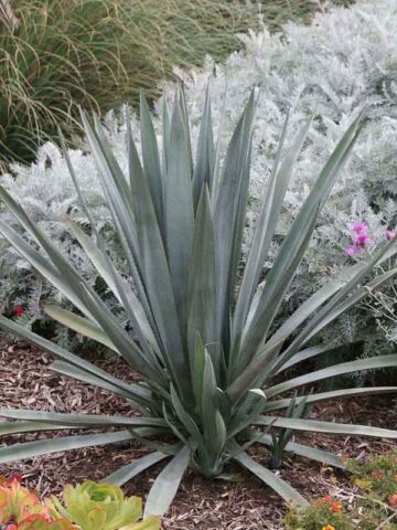 XL True Blue Tequila Agave, Weber Azul Agave Plant (agave tequilana)