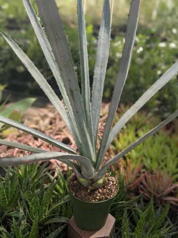 Alternative view of Lg. True Blue Tequila Agave, Weber Azul Agave Plant (agave tequilana)