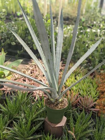 Lg. True Blue Tequila Agave, Weber Azul Agave Plant (agave tequilana) - Image 9