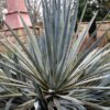 XL Tequila Sunrise Variegated True Tequila Agave Plant (agave tequilana marginata)