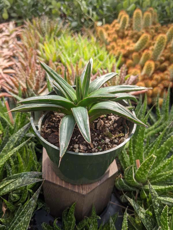 Lg. Popular Classic Round Queen Victoria Agave Plant (agave victoriae regina) - Image 10