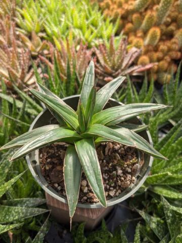 Lg. Popular Classic Round Queen Victoria Agave Plant (agave victoriae regina) - Image 11